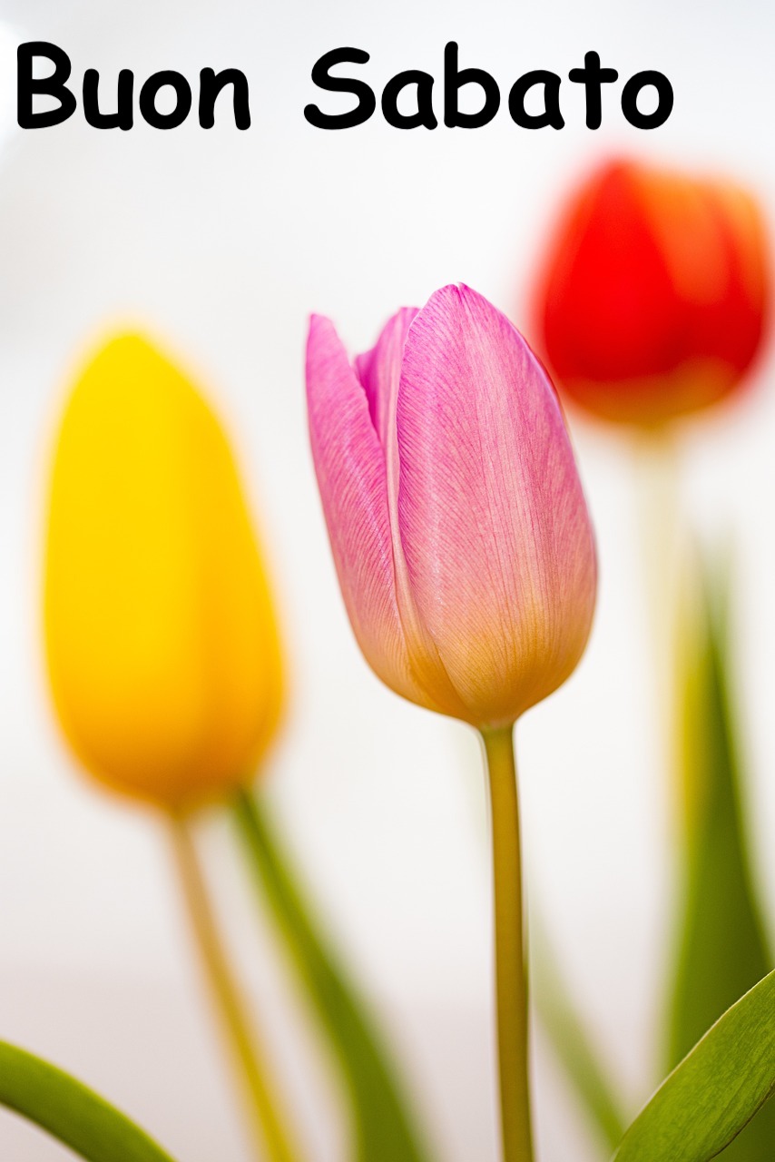 foto nitidissima di un tulipano, e altri tulipani sfuocati intorno